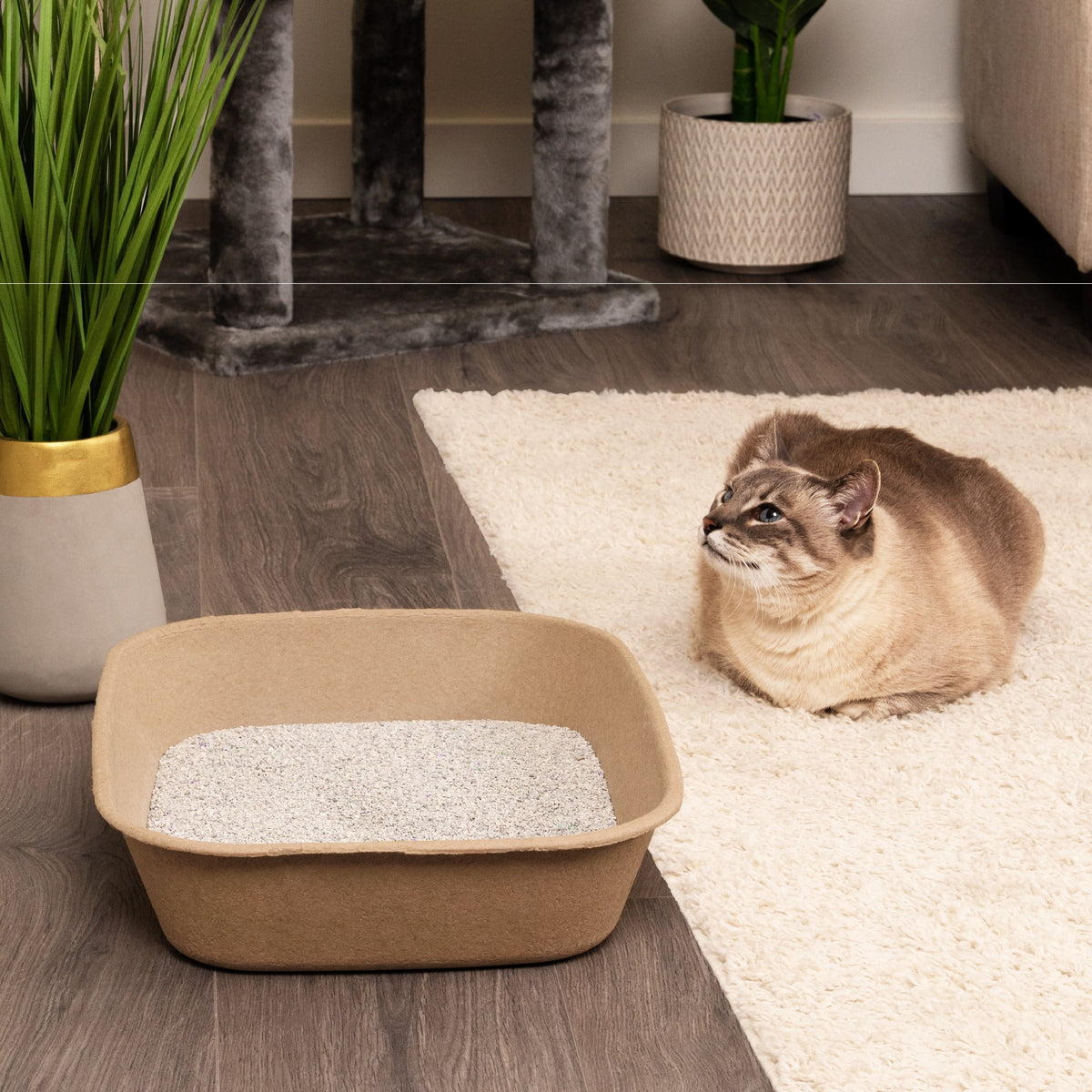 Large Cat Sifter, Eco-Friendly Litterbox with Scoop - Pack of 6